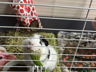 Guinea Pig rodents - Advert 33