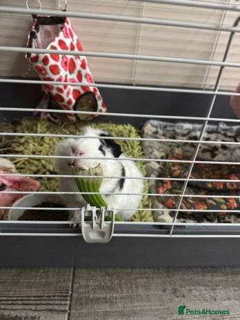 Guinea Pig rodents - Advert 34