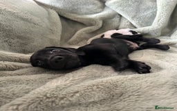 Miniature Dachshund dogs for sale: 3X Male Miniature Dachshunds- READY TO GO - Image 7