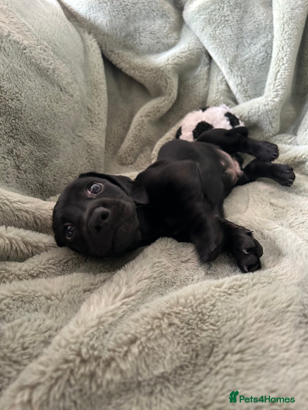 Miniature Dachshund dogs for sale: 3X Male Miniature Dachshunds- READY TO GO - Image 7