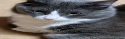 Mixed Breed cats for sale: Beautiful grey kittens - Advert 9
