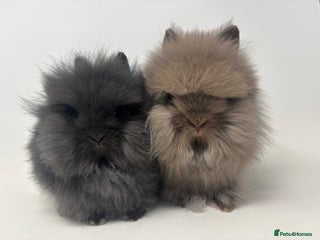Lionhead rabbits BEAUTIFUL BABY LIONHEAD BUNNIES - Advert 5