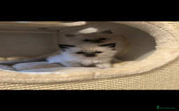 Ragdoll cats for sale: GCCF REGISTERED DNA TESTED PARENTS AND CLEAR  - Image 12