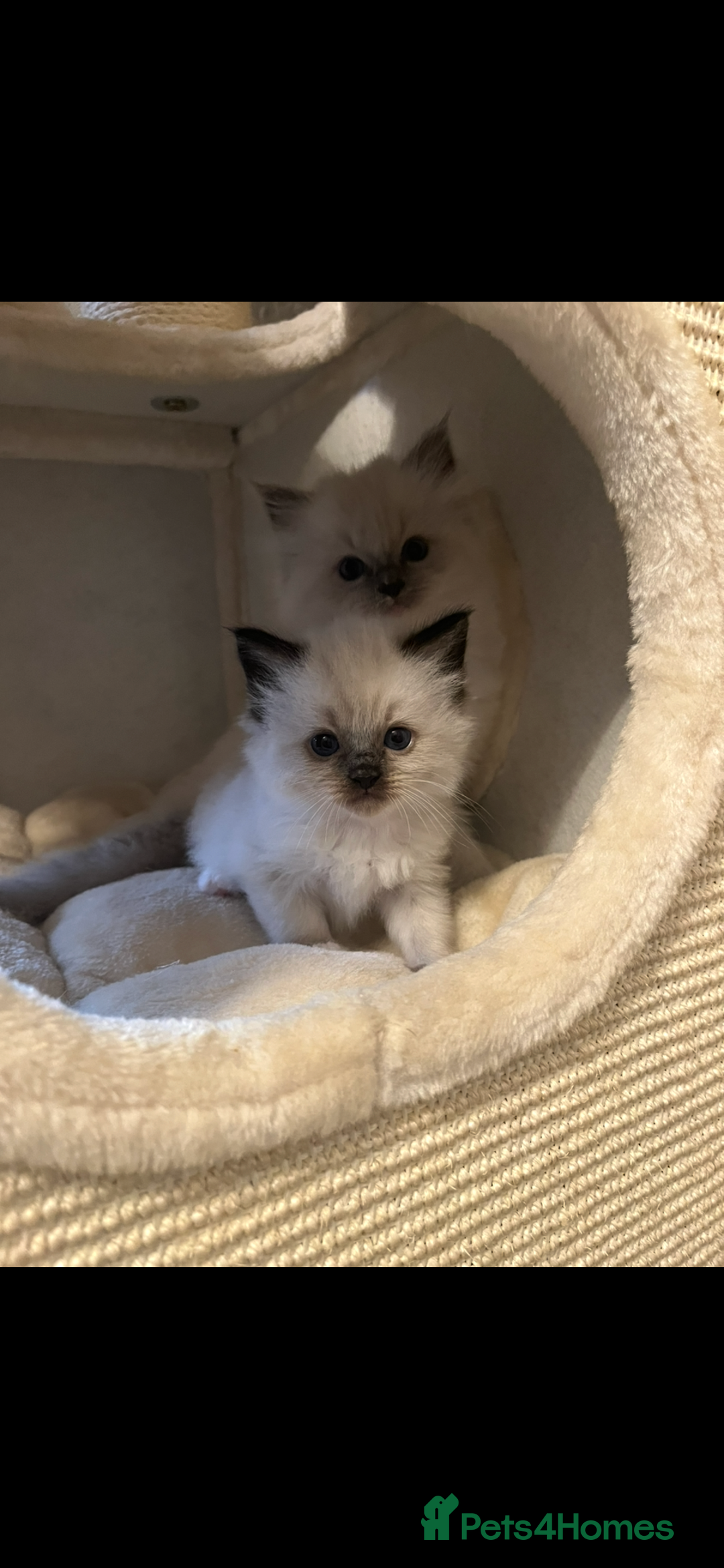 Ragdoll cats for sale: GCCF REGISTERED DNA TESTED PARENTS AND CLEAR  - Image 12