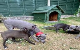 Italian Greyhound dogs for sale: Italian greyhound puppy's dorset - Image 2