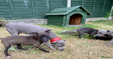 Italian Greyhound dogs - Advert 7