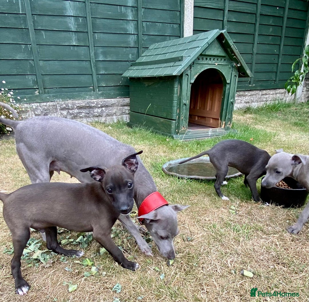 Italian Greyhound dogs for sale: Italian greyhound puppy's dorset - Image 2