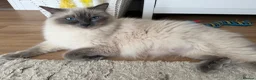 Mixed Breed cats for sale: 5 Beautiful ragdoll cross kittens - Advert 2