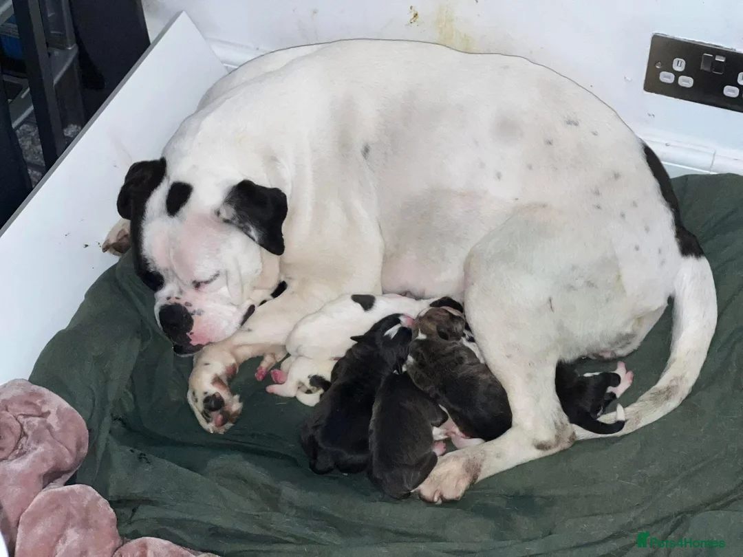 Alapaha Blue Blood Bulldog dogs for sale: 9wk old male puppy. in Lochgelly - Advert 2