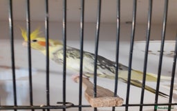 Cockatiels birds for sale: Pair of cockatiels £80 - Advert 2