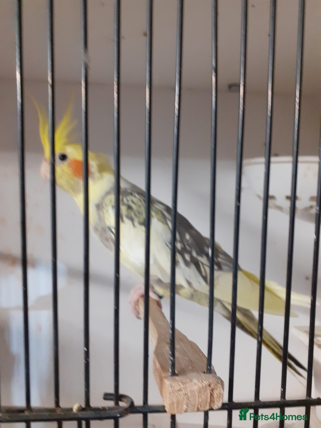 Cockatiels birds for sale: Pair of cockatiels £80 - Advert 2