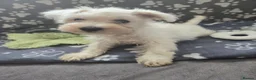 Miniature Schnauzer dogs for sale: Miniature schnauzer puppies  in Dover - Advert 31