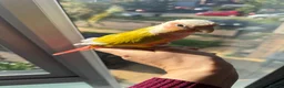 Conures birds for sale: Pineapple conure for sale with cage - Advert 11