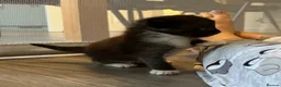 Maine Coon cats for sale: Beautiful Maine coon kittens - Advert 9