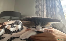 Mixed Breed cats for sale: 2 boy kitten left for sale  - Image 10
