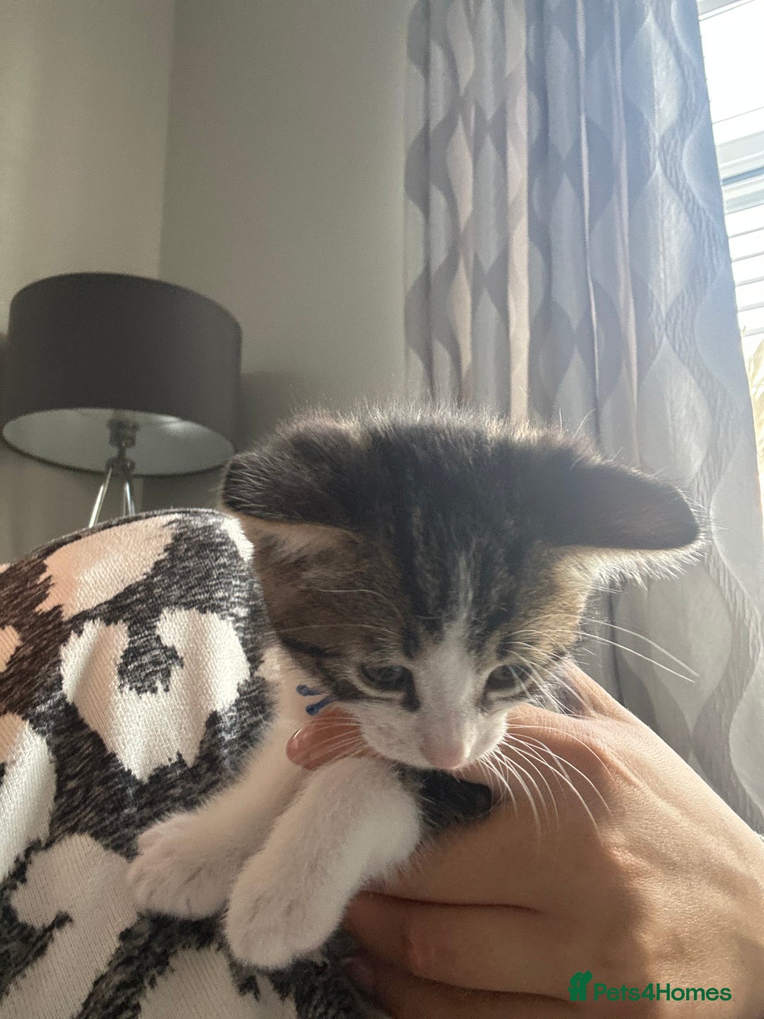 Mixed Breed cats for sale: 2 boy kitten left for sale  - Image 10