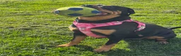 Rottweiler dogs for sale: Beautiful Rottweiler Litter Expected in Gosport - Advert 7