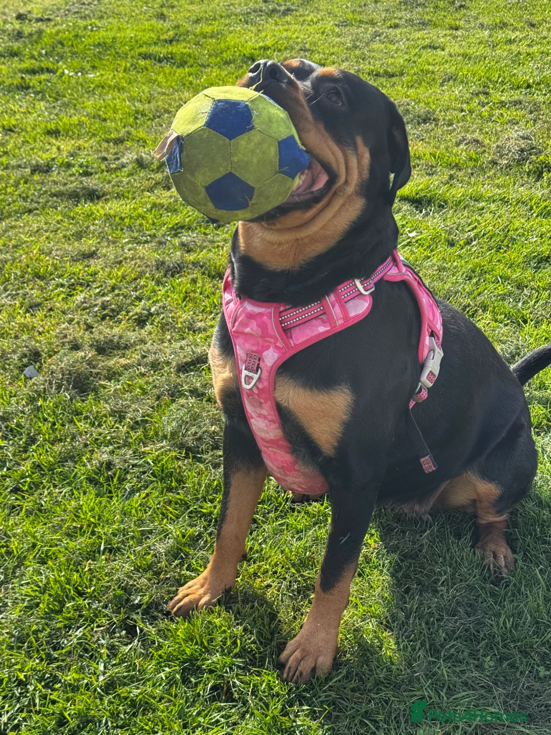 Rottweiler dogs for sale: Beautiful Rottweiler Litter Expected in Gosport - Advert 7