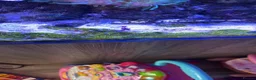 Other/Mixed Breed fish for sale: Marine tank full set up  - Advert 3
