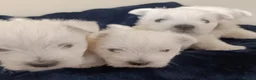 West Highland Terrier dogs for sale: RKC Westies quality puppies for sale  - Advert 3