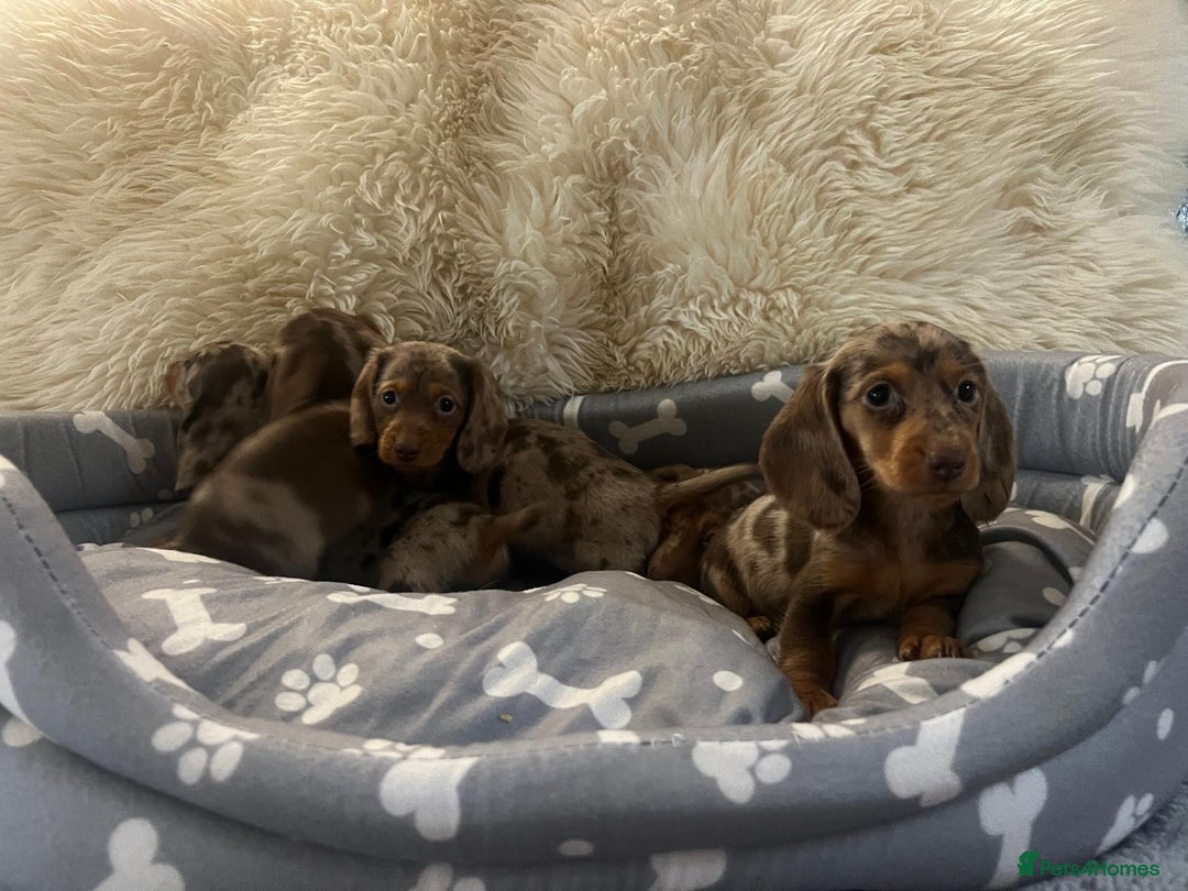 Dachshund dogs for sale: Miniature dachshund puppies for sale - Advert 12
