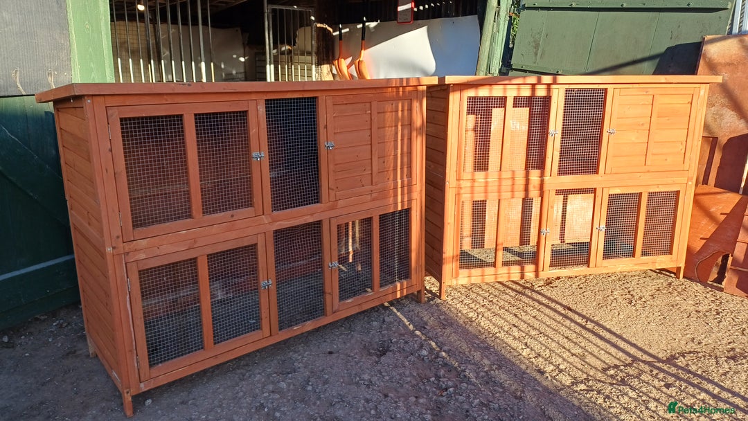 Mixed Breed rabbits for sale: 2 pets at home rabbit hutches  - Advert 1