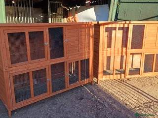 Mixed Breed rabbits 2 pets at home rabbit hutches - Advert 1