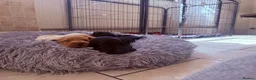 Labrador Retriever dogs for sale: Health Tested IGL Champion Bred Labrador Puppies  - Advert 24