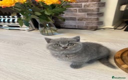 British Shorthair cats for sale: BEAUTIFUL BABY BLUE KITTENS  - Image 16