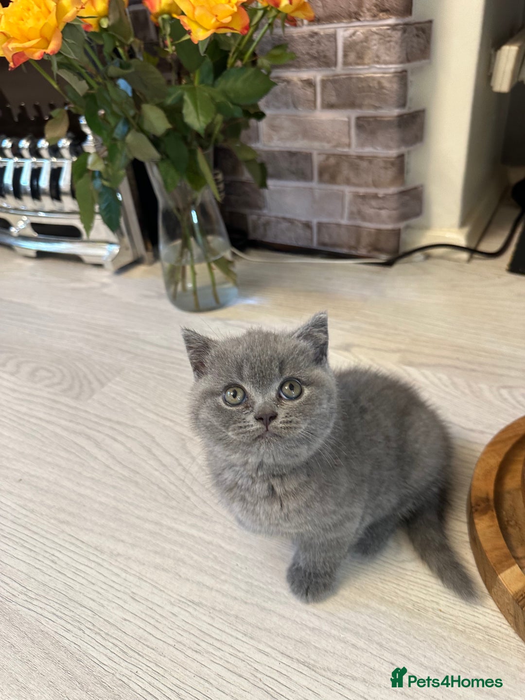 British Shorthair cats for sale: BEAUTIFUL BABY BLUE KITTENS  - Image 16