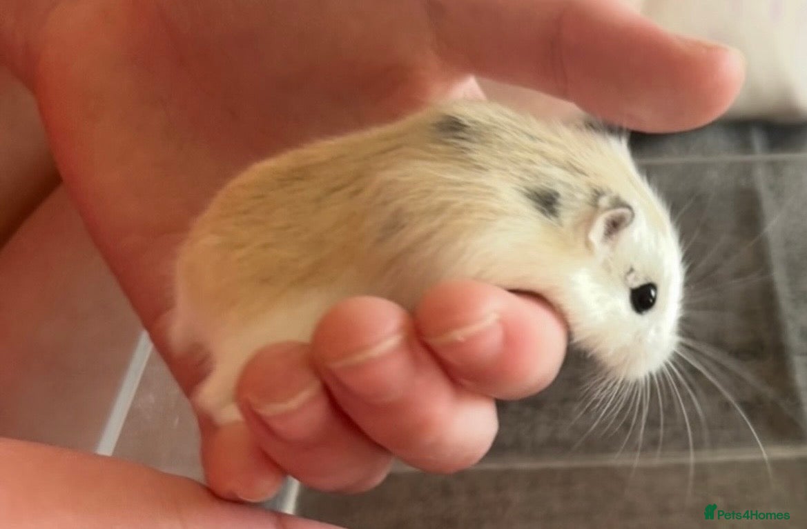 Hamster rodents Female Roborovski hamster - Advert 2