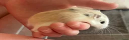Hamster rodents for sale: Female Roborovski hamster - Advert 1