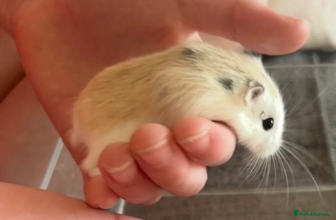 Hamster rodents for sale: Female Roborovski hamster - Advert 1