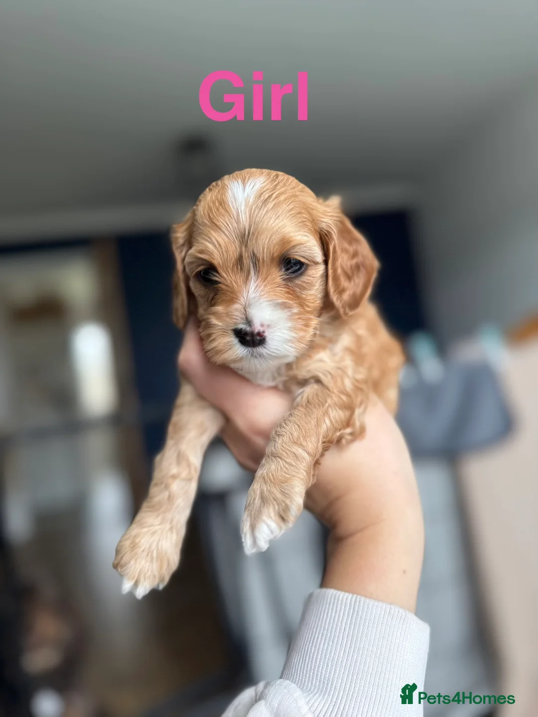 Cockapoo dogs for sale: ✨ Stunning F2 Cockapoo puppies for sale ✨ - Advert 2