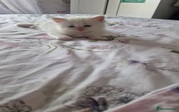 Ragdoll cats for sale: Gorgeous Ragdoll kittens , Ready now. - Image 3
