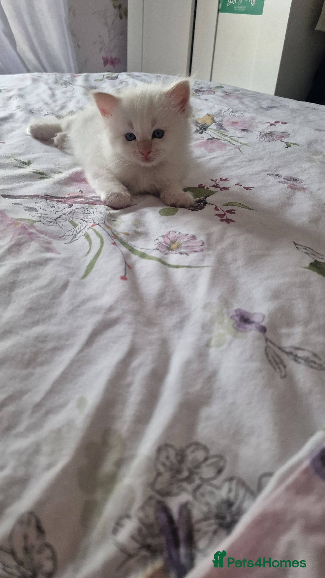 Ragdoll cats for sale: Gorgeous Ragdoll kittens , Ready now. - Image 3