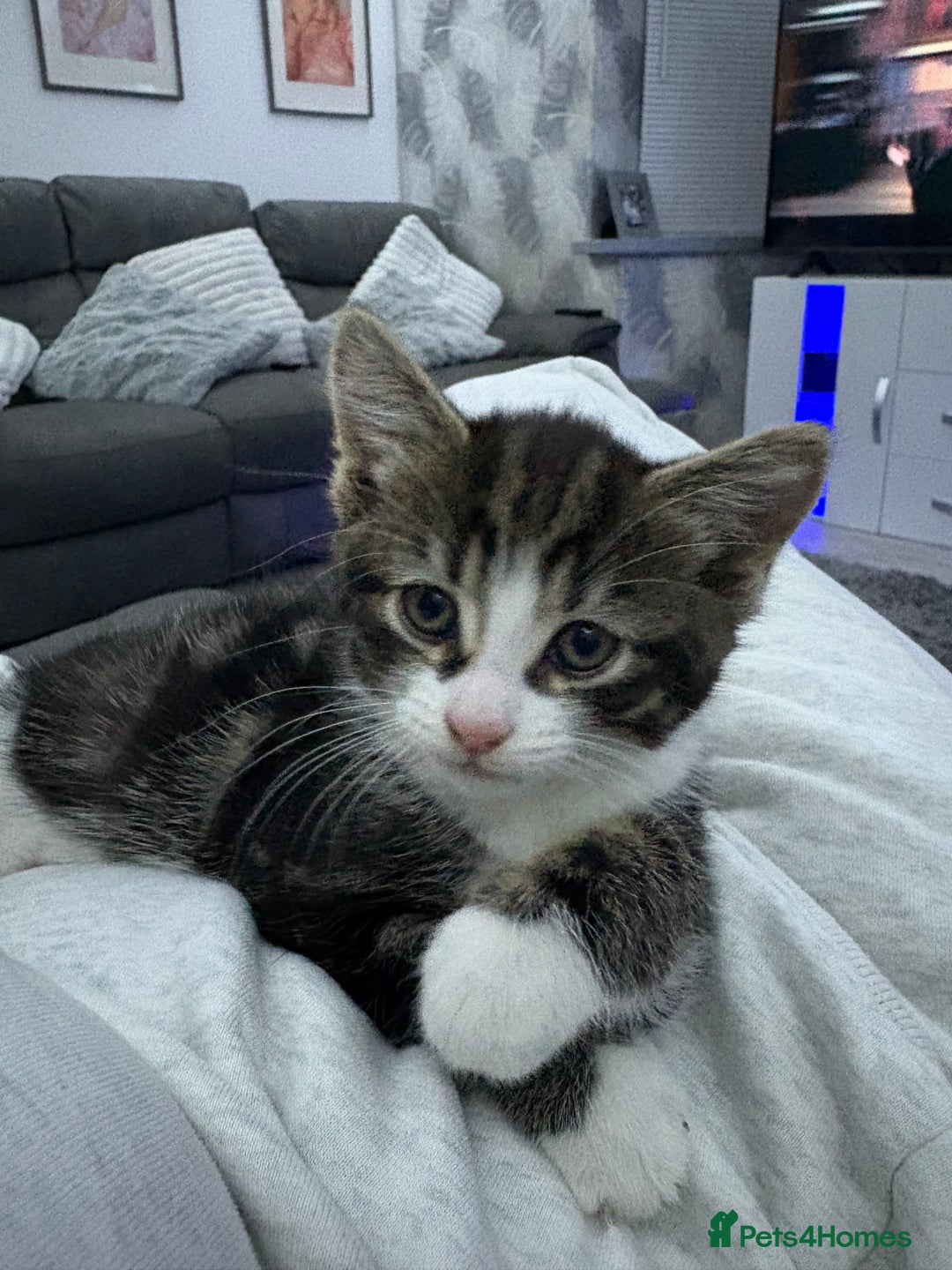Mixed Breed cats for sale: male kitten  - Image 1