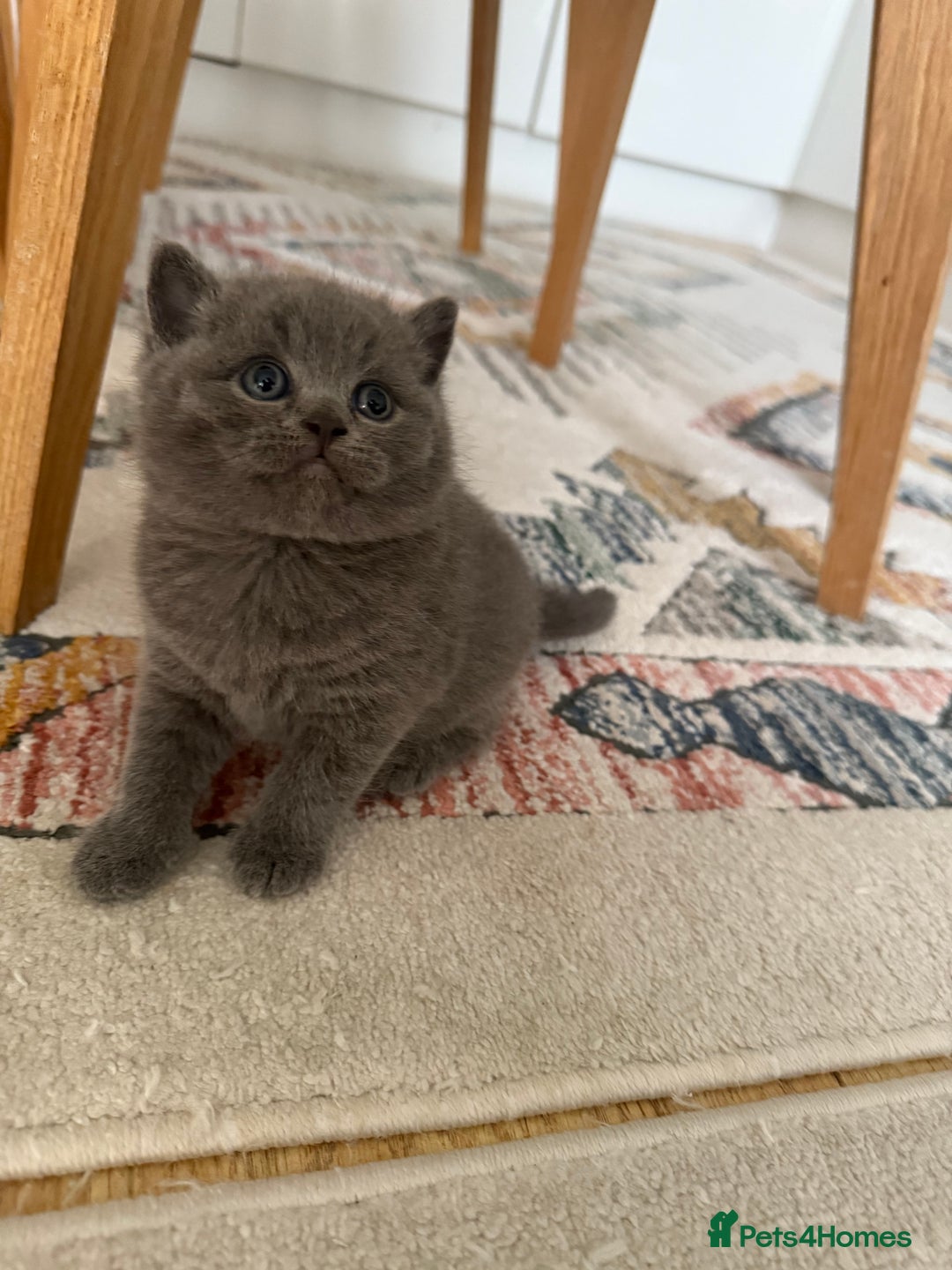 British Shorthair cats for sale: Gorgeous Kittens Ready to Find Their Forever Homes - Image 22