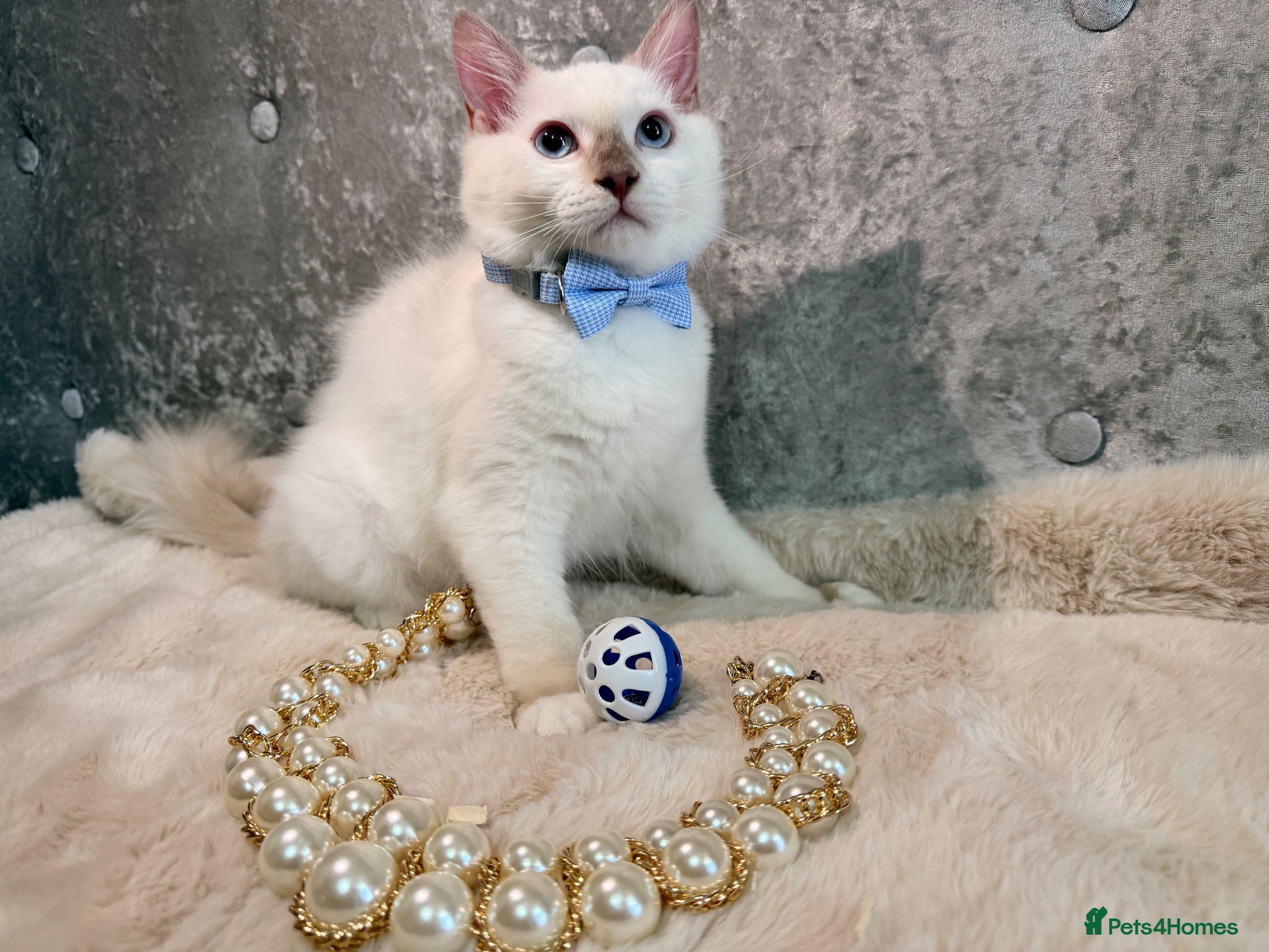 Ragdoll cats 😍 Stunning 🌟 PKD HCM CLEAR ✅ Ragdoll Kittens - Advert 2