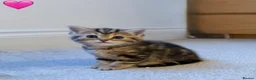 Persian cats for sale: 5 Persian X kittens available from 9th May - Advert 12