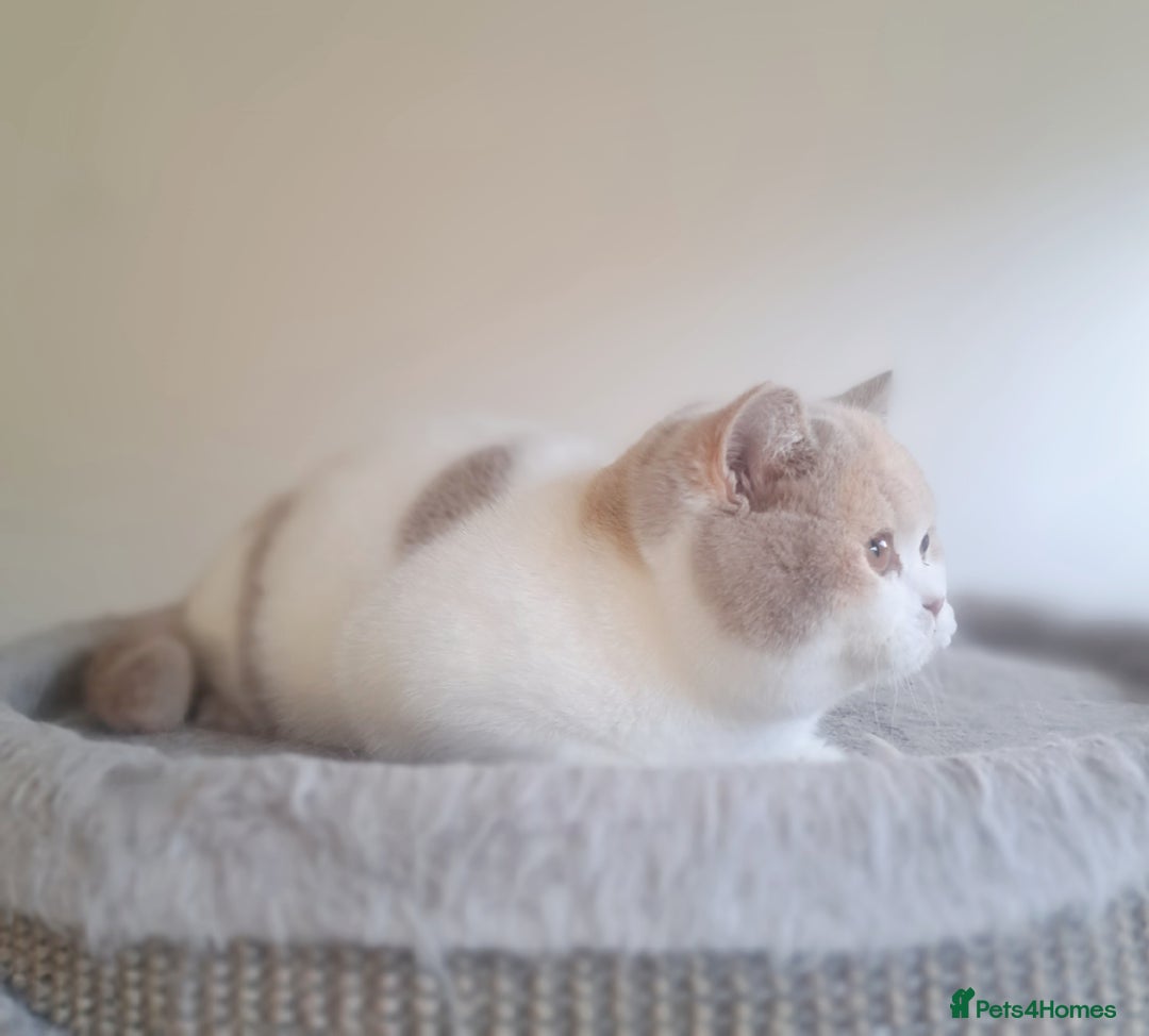 British Shorthair cats for sale: British Shorthair Fawn Tortie & White Female - Advert 20