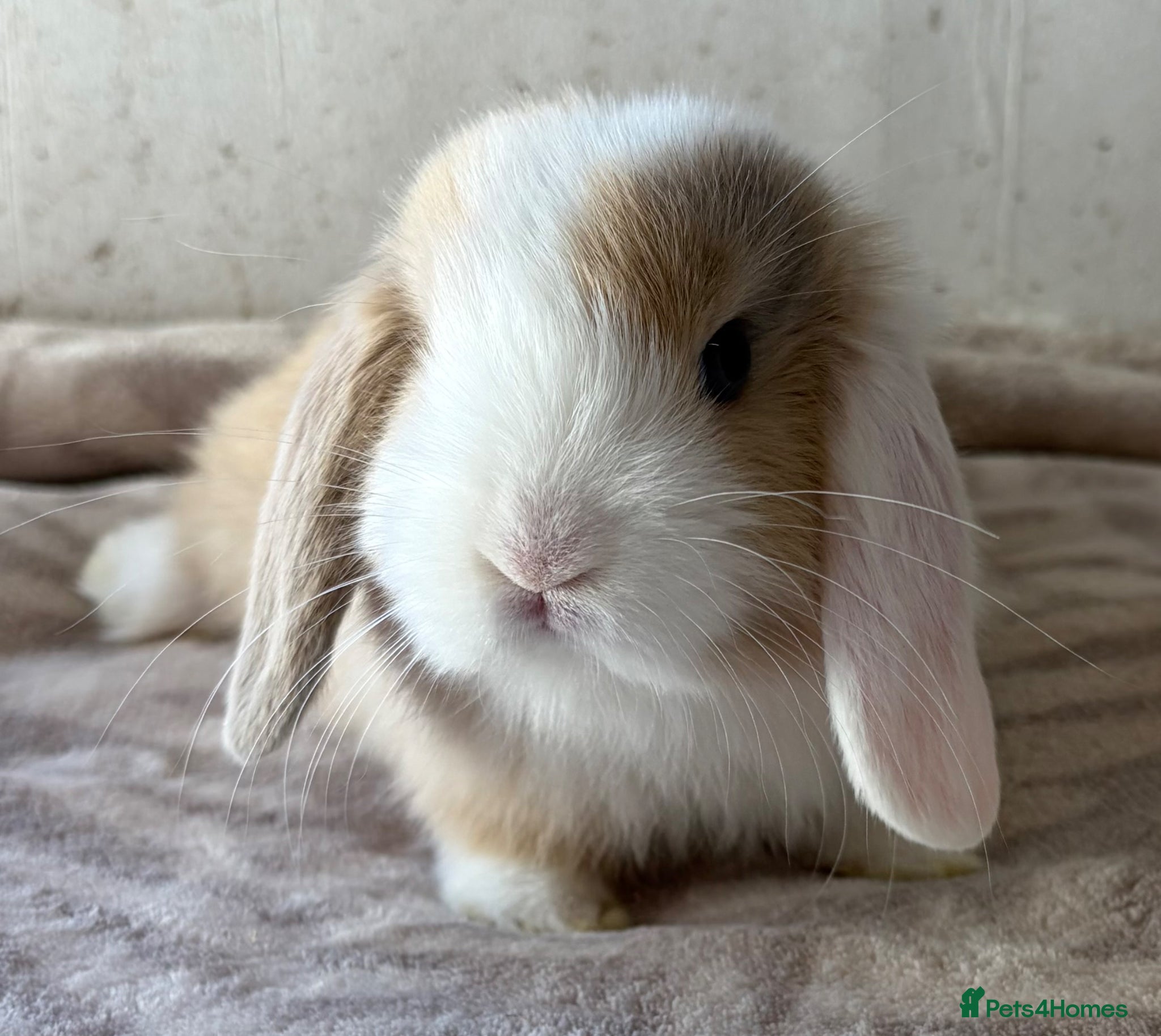 Mini Lop rabbits Purebred mini lops bucks ready now  - Advert 1