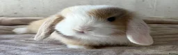 Mini Lop rabbits for sale: Purebred mini lops bucks ready now  - Advert 1