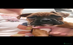 Boxer dogs for sale: Stunning male boxer puppies  - Image 14