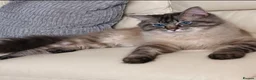 Ragdoll cats for sale: 3 stunning ragdoll girls available  - Advert 10