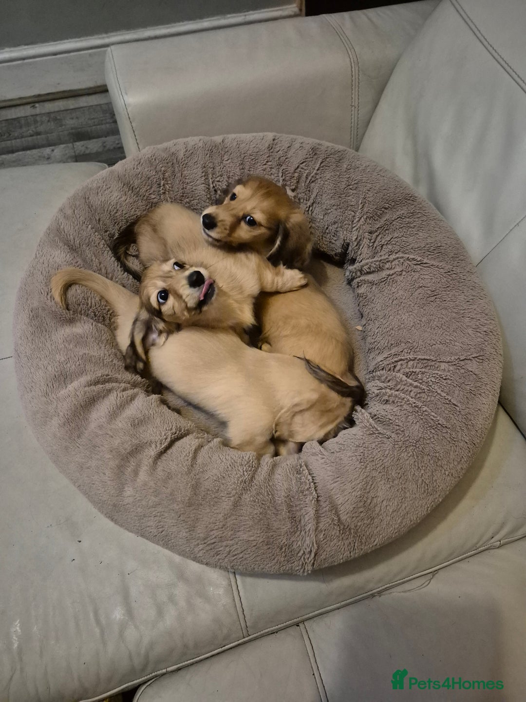 Miniature Dachshund dogs for sale: Miniature dachshunds Long haired cream KC reg  - Image 4