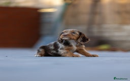 Cocker Spaniel dogs for sale: Cocker spaniel puppies  - Advert 11