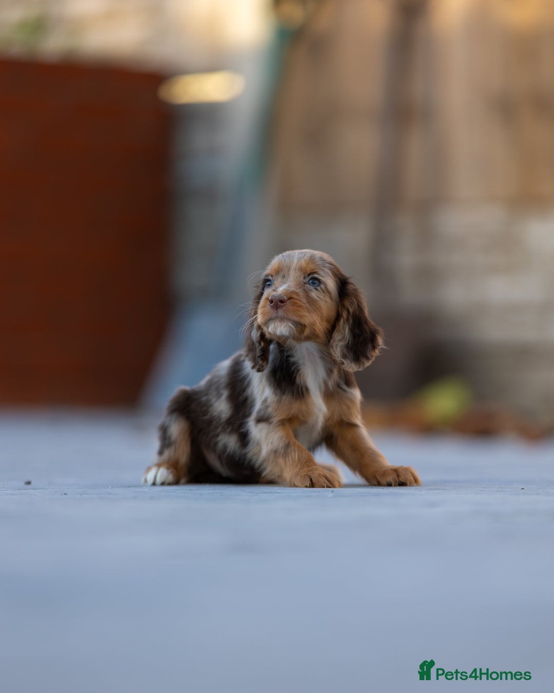 Cocker Spaniel dogs for sale: Cocker spaniel puppies  - Advert 11