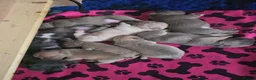 Frug dogs for sale:  Stunning Frug puppies  - Advert 4