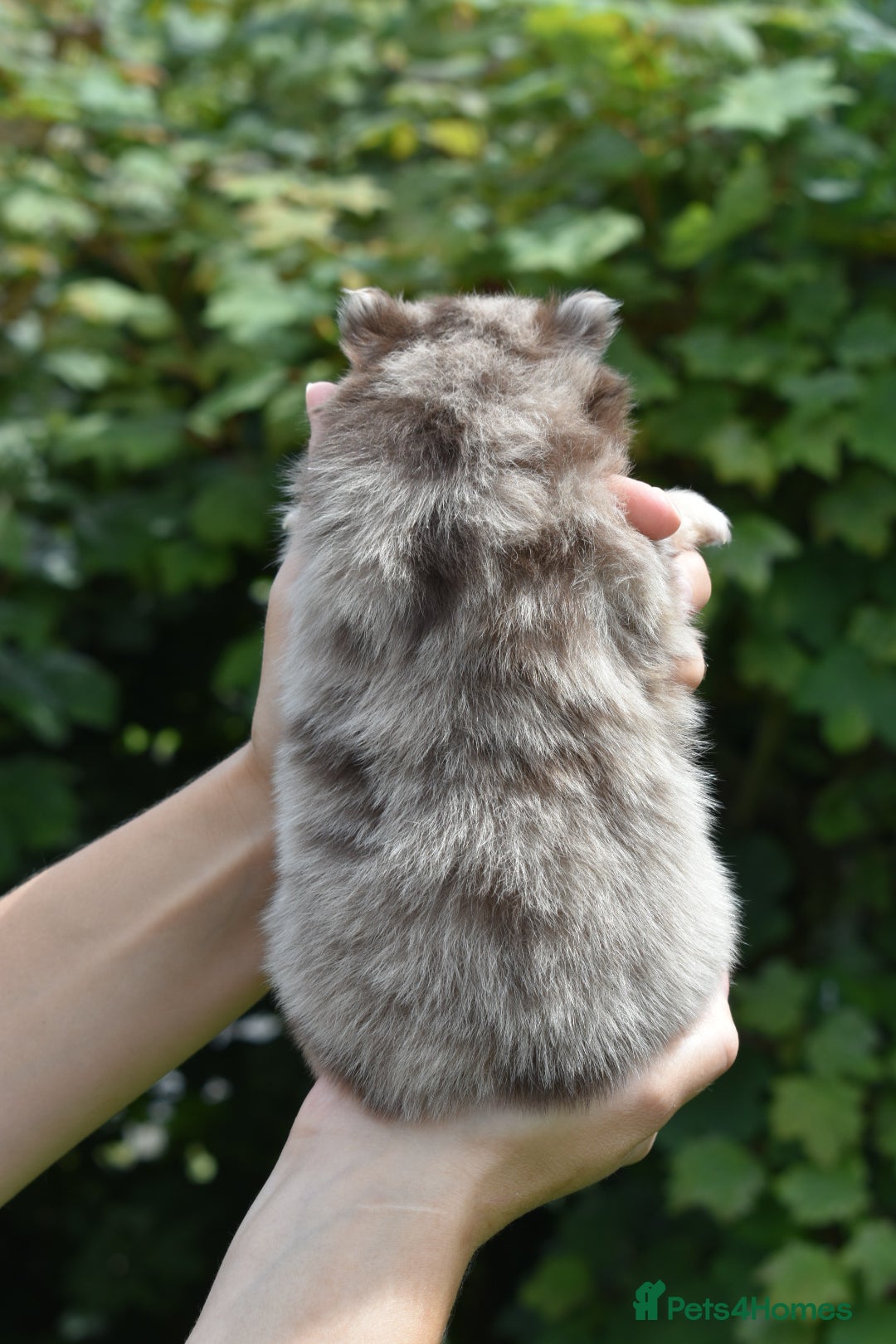 Pomsky dogs for sale: Merle Genuine Toy Size  Pomsky Puppies - Image 33